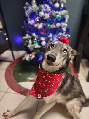 Candy Cane - Reversible - Bandana