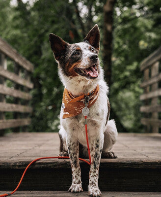 Boho Cow Skulls - Bandana