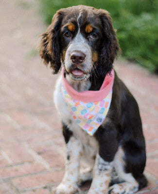 Bright Popsicles - Bandana | Reversible