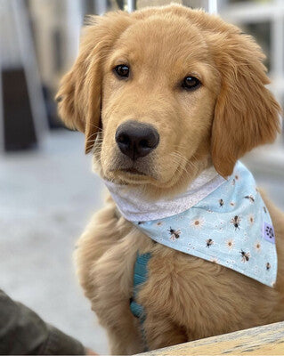 Daisies & Bees - Bandana | Reversible