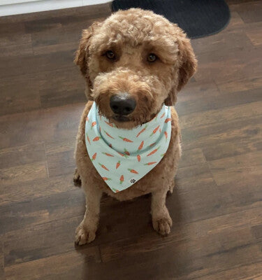 Carrots - Bandana
