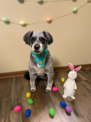 Racing Bunnies Bandana