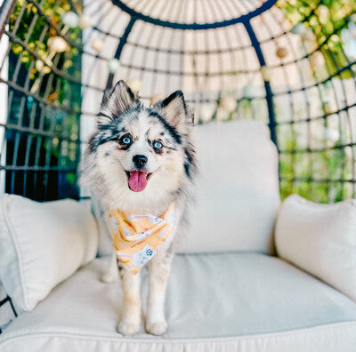 Bunnies & Carrots On Yellow