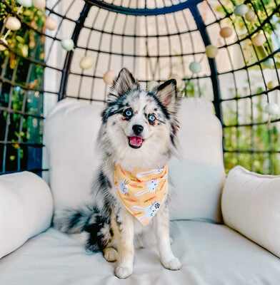 Bunnies & Carrots On Yellow