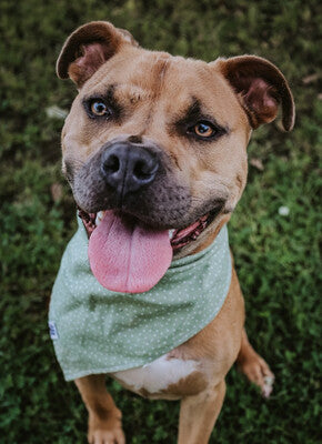 Blossom Dot - Bandana | Reversible