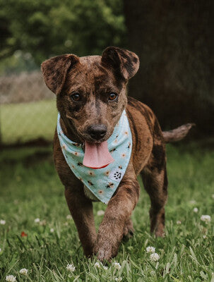 Daisies & Bees - Bandana | Reversible