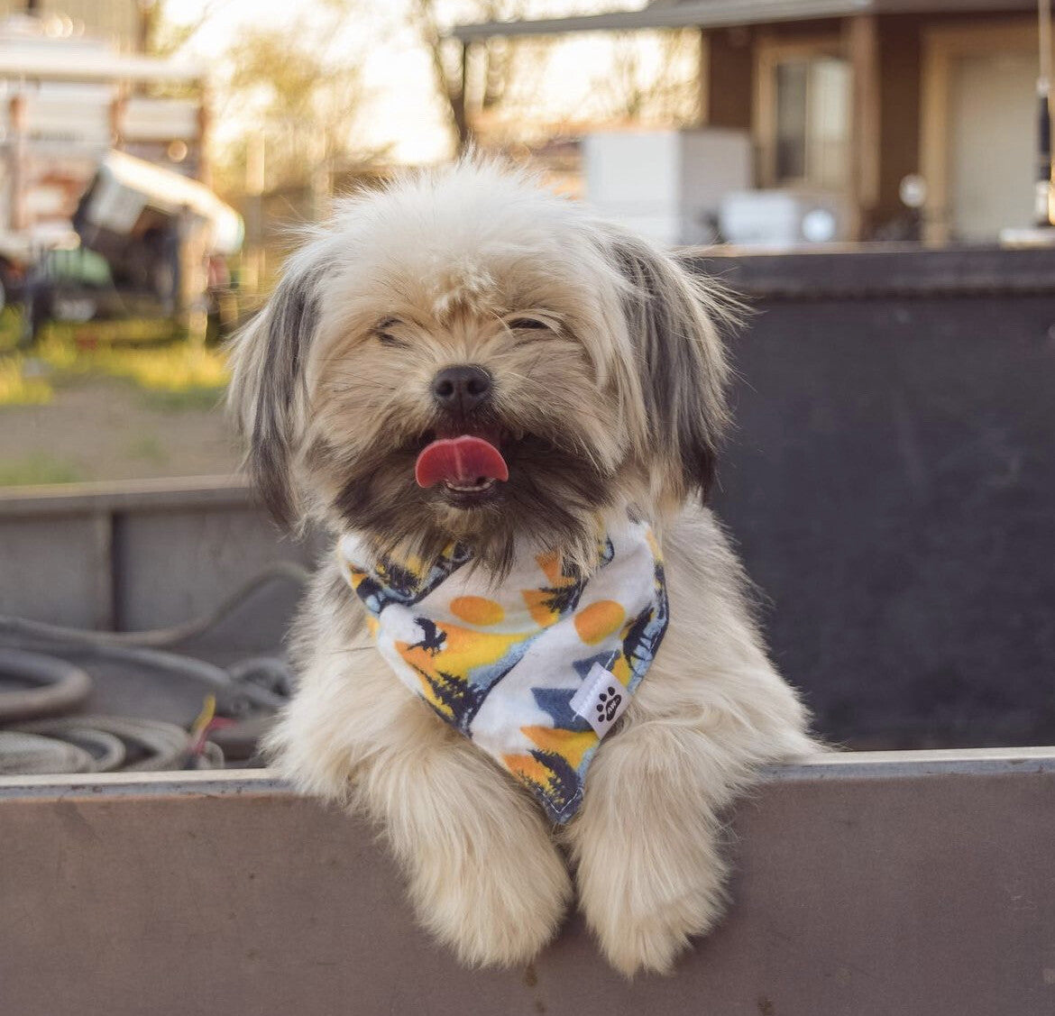 Sunset Bears - flannel Bandana