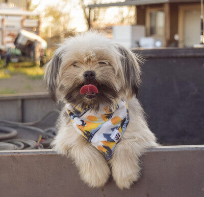 Sunset Bears - flannel Bandana