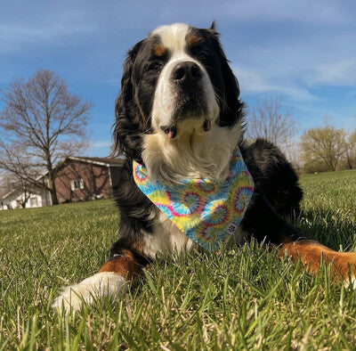 Tie Die Swirls - Bandana