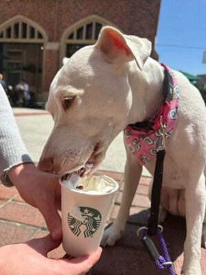 Pink Pup Cup - Bandana
