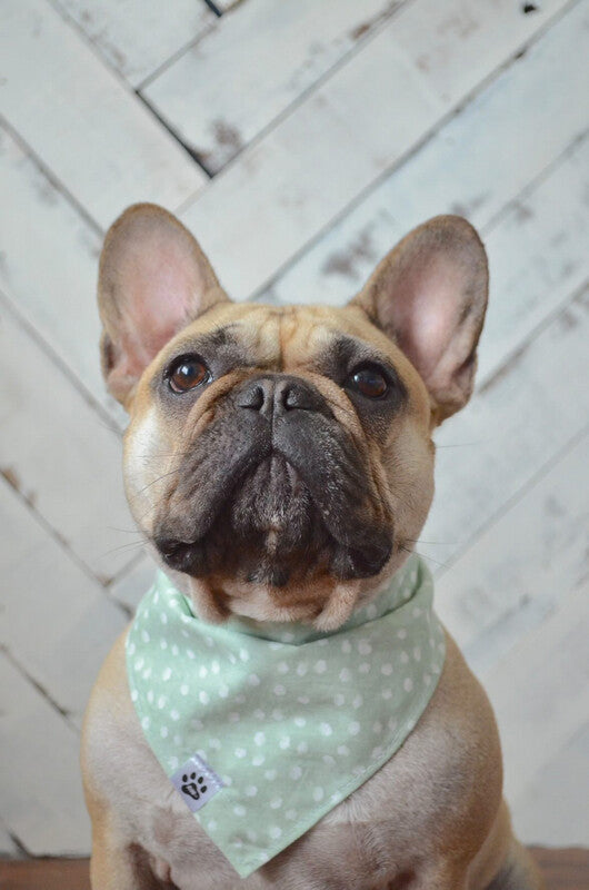 Blossom Dot - Bandana | Reversible