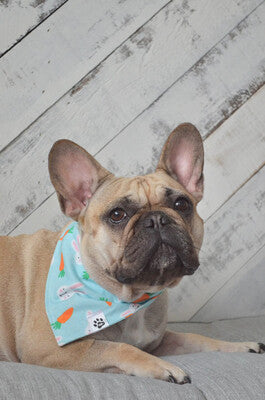 Bunnies & Carrots On Blue