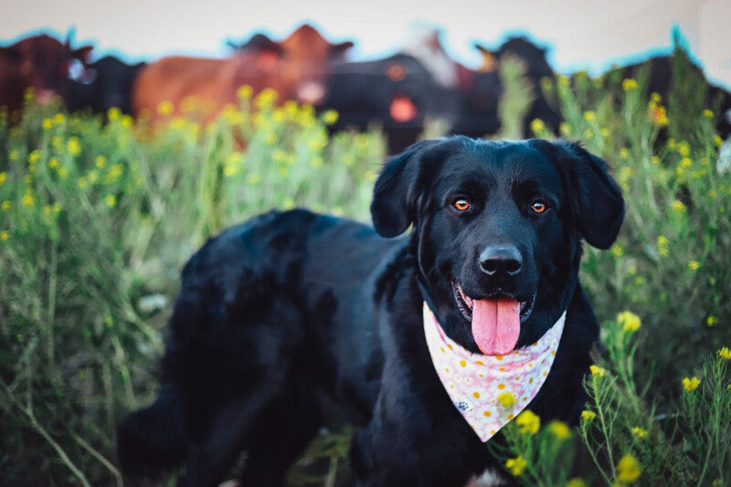Pink Daisies - Bandana