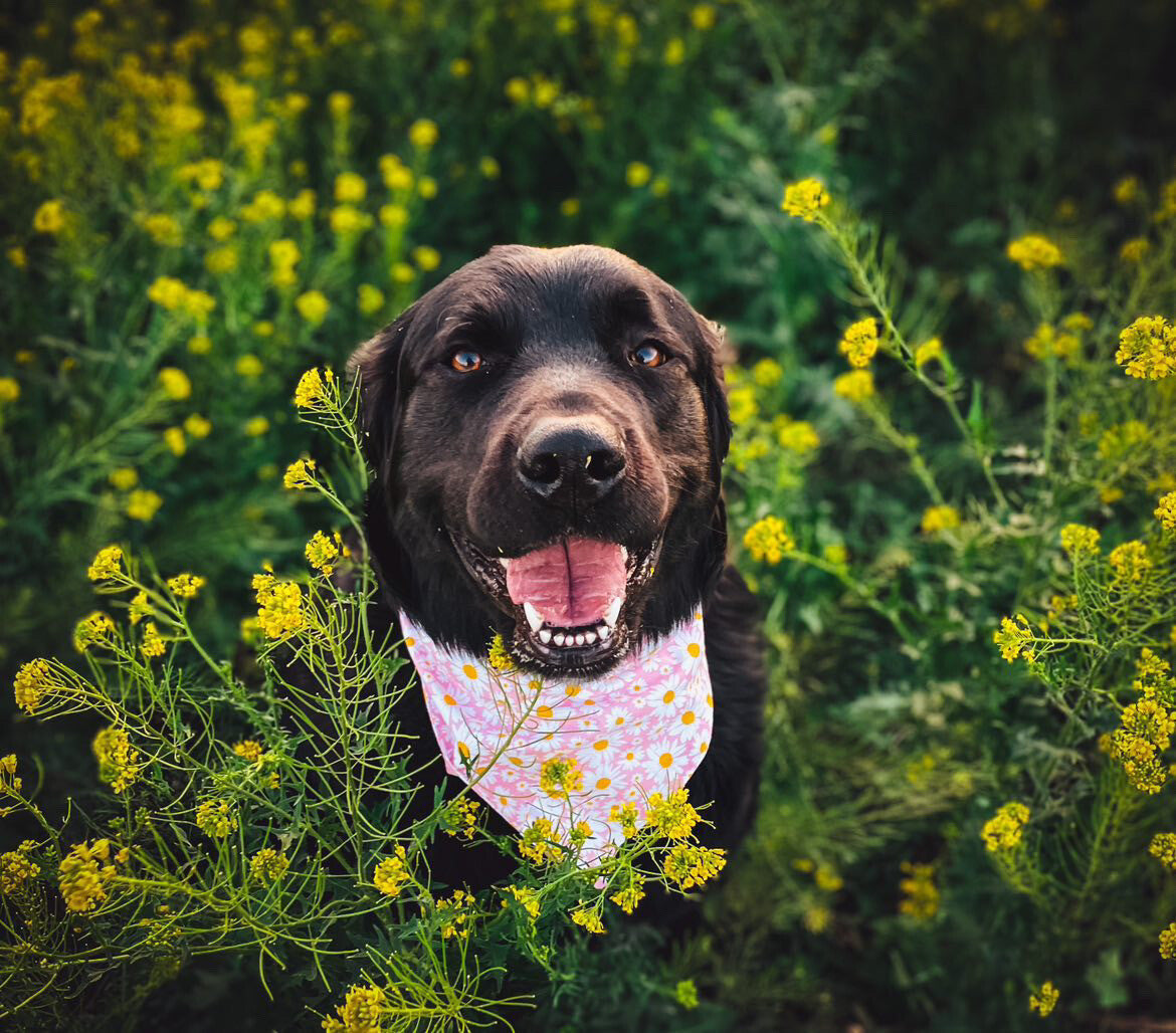 Pink Daisies - Bandana