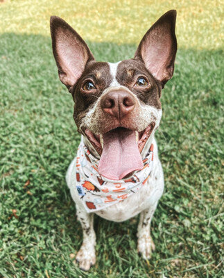 I’m A Hot Mess - Bandana