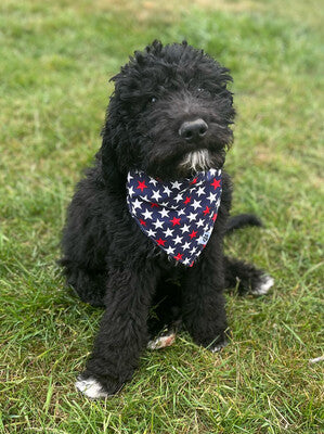 Patriotic Stars - Bandana