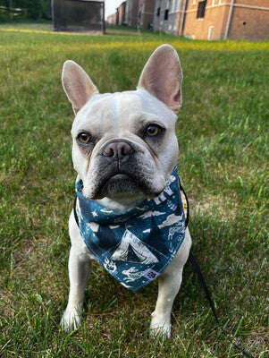 Night Camping - Bandana