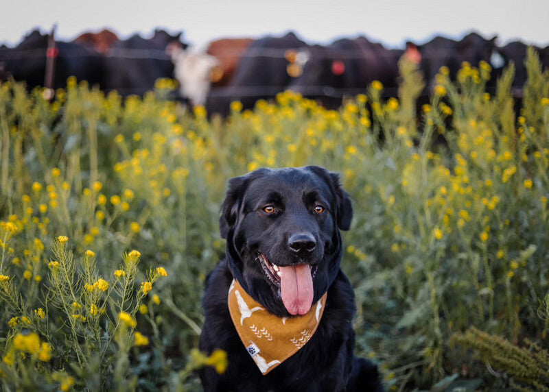 Boho Cow Skulls - Bandana