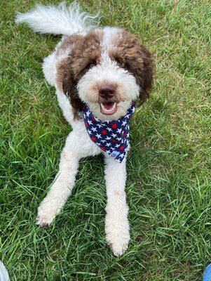 Patriotic Stars - Bandana