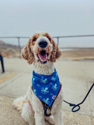 Octopus- Bandana