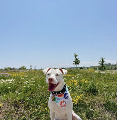 Patriotic Donuts & Stars | Bandana - Reversible