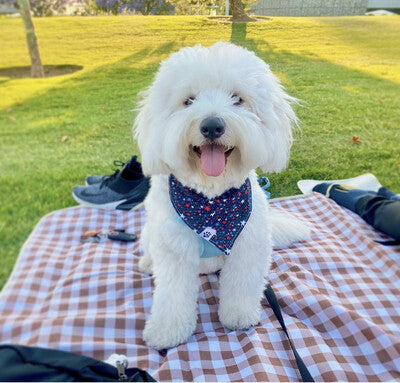 Patriotic Dinos - Reversible