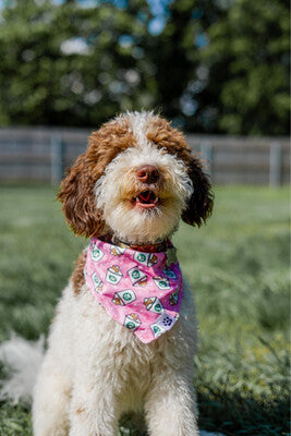 Pink Pup Cup - Bandana