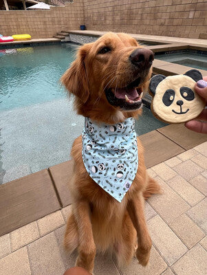 Swimming Pandas - Bandana