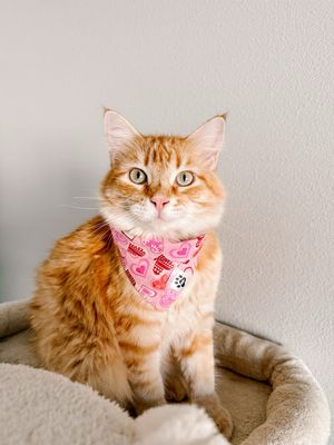 Pink Glitter Hearts - Bandana