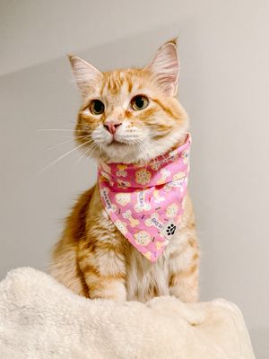 Happy Barkday PINK - Bandana