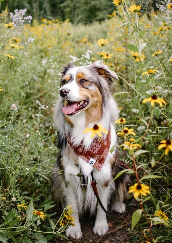 Aztec Brown - Flannel Bandana