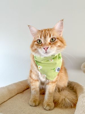 Daisy Daydream - Bandana