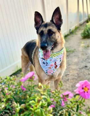 Natures Garden Reversible - Bandana