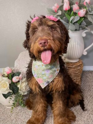 Green Floral - Bandana