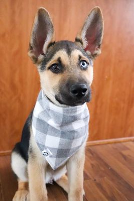Cozy Plaid - Bandana