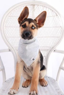 Leafy Breeze - Bandana