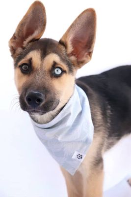 Leafy Breeze - Bandana