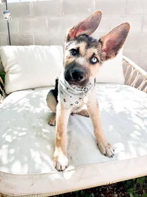 Daisies & Bees - Bandana | Reversible