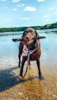 USA Reversible - Bandana