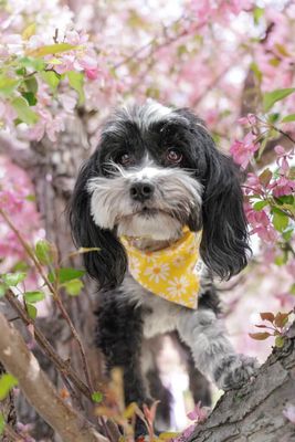 Yellow Daisies - Bandana