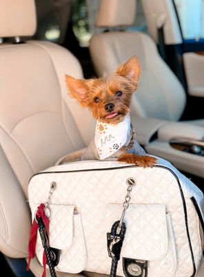 Boho Waves - Bandana