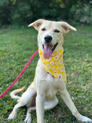 Yellow Daisies - Bandana