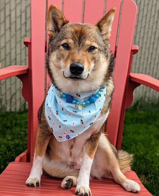 Daisies & Bees - Bandana | Reversible