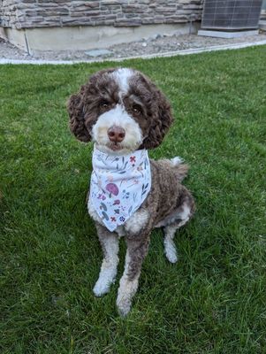 Shroom Bloom - Bandana