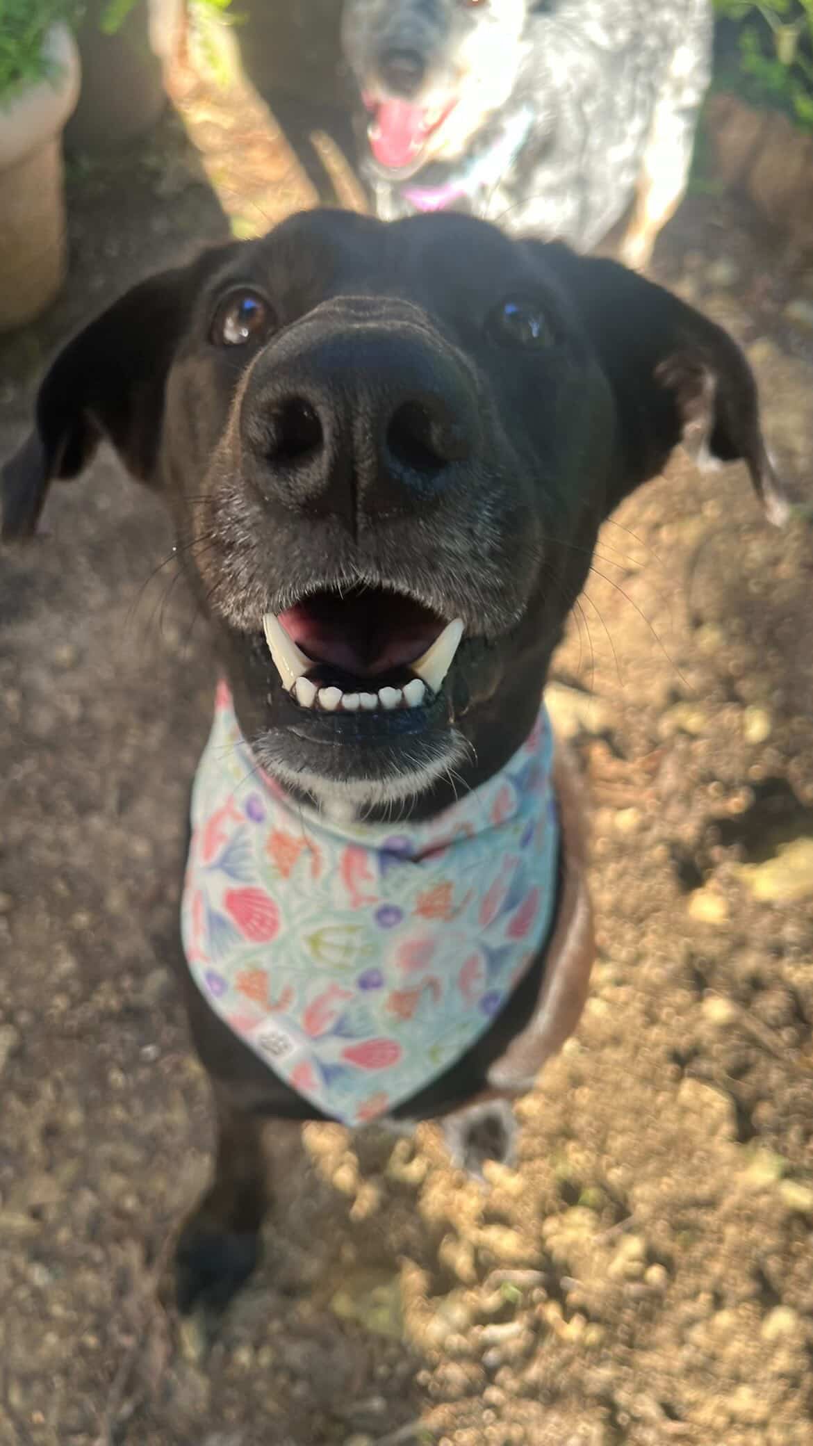 Coral Dreams - Bandana