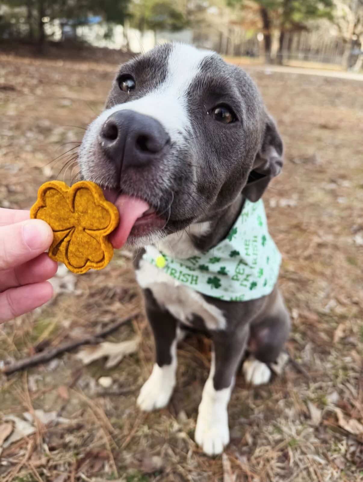 Pet Me I’m Irish
