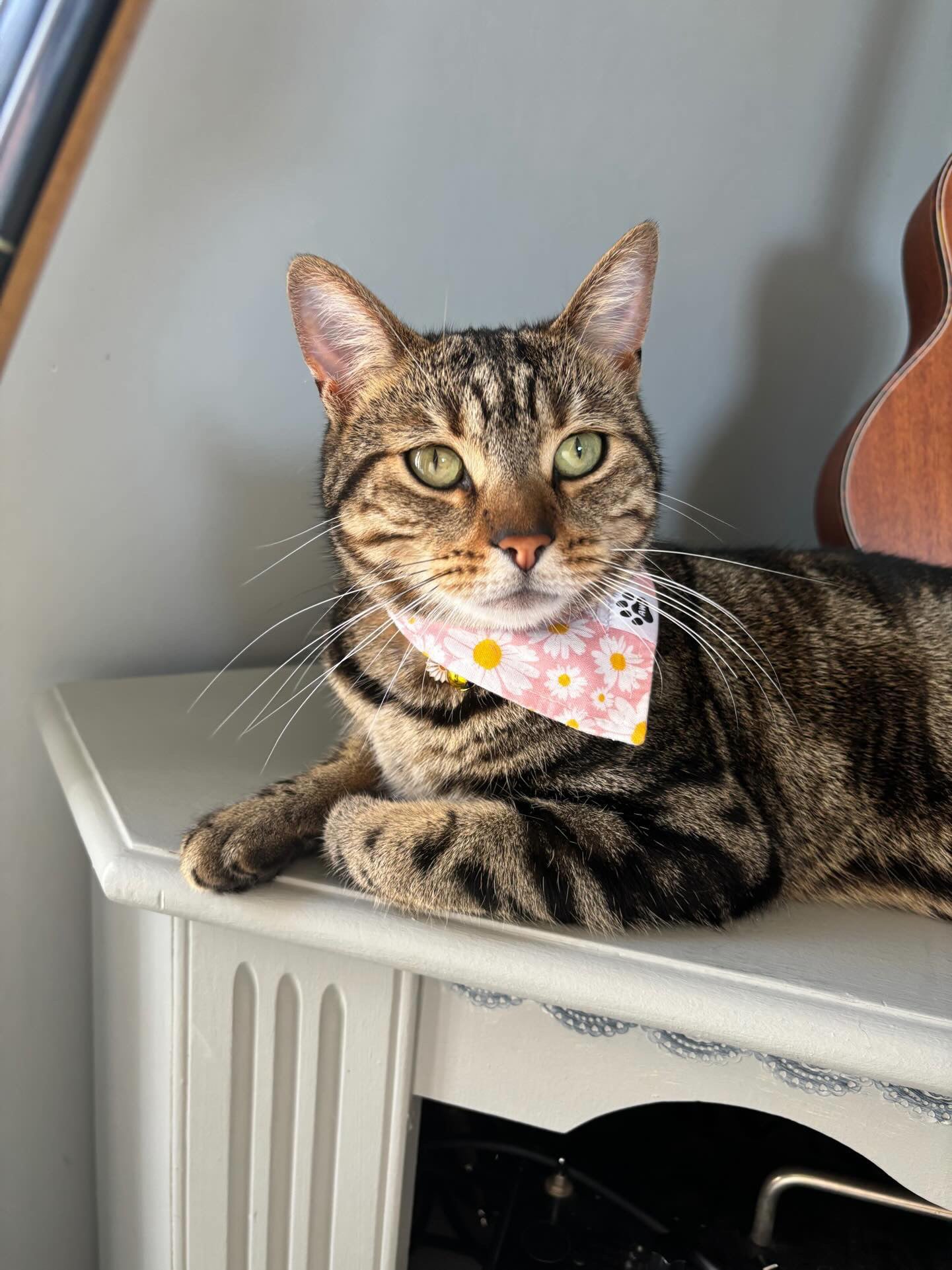 Pink Daisies - Bandana