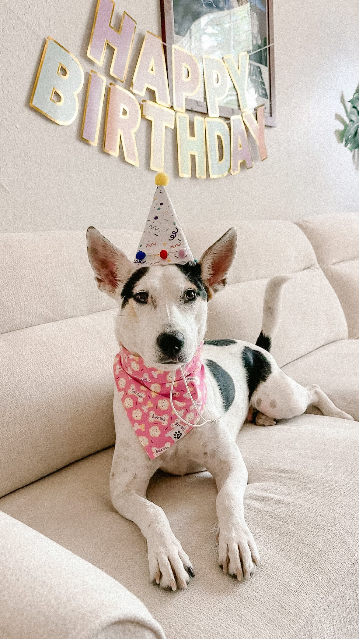 Happy Barkday PINK - Bandana