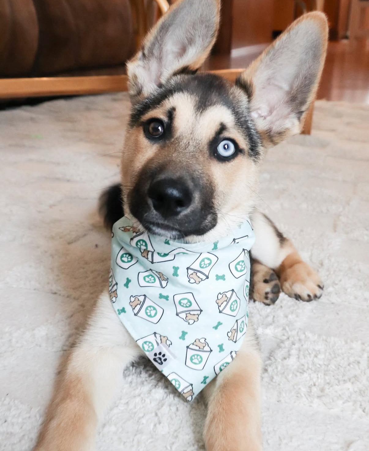 Pup Cup - Bandana