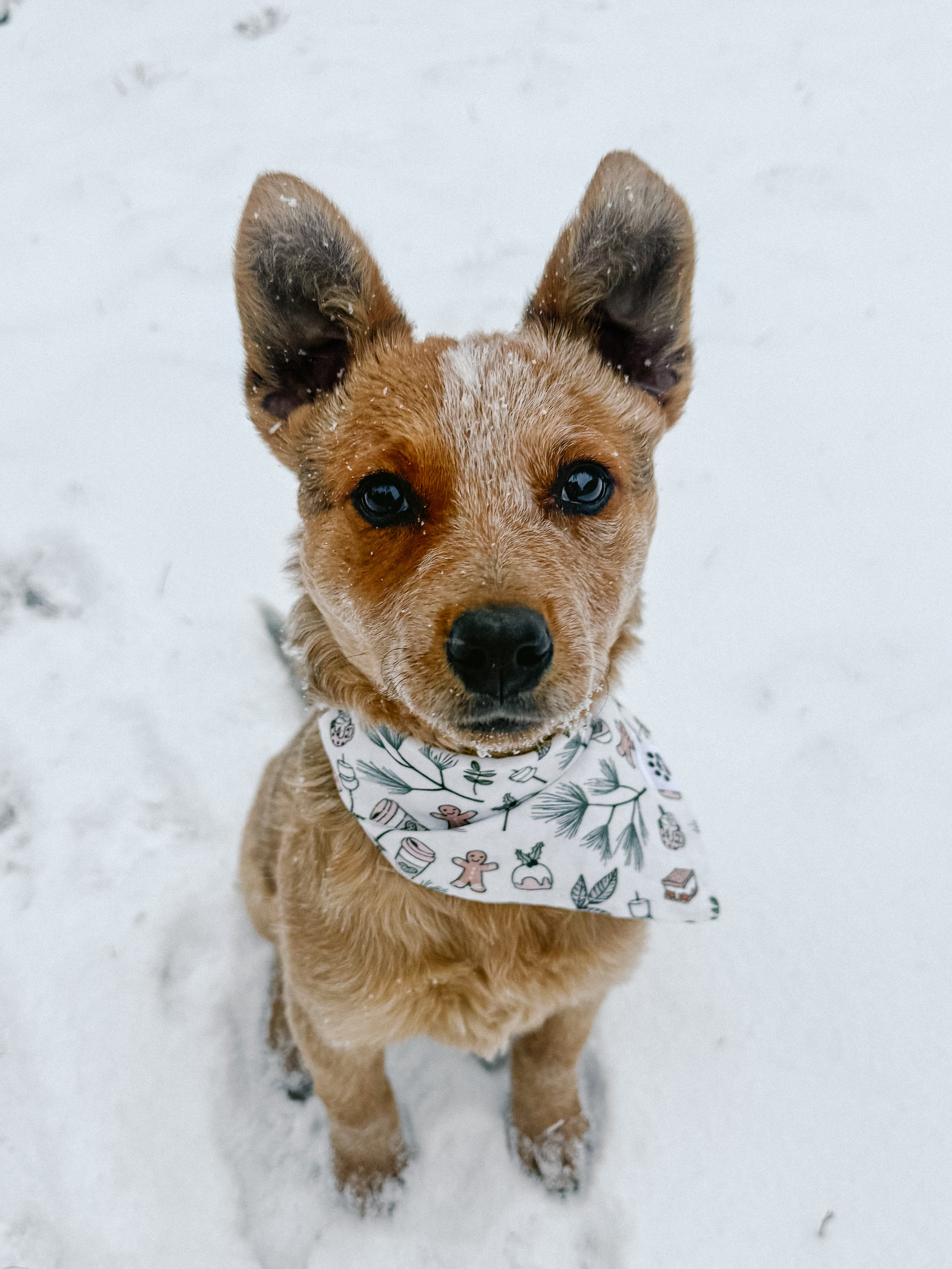 Christmas Camping - Bandana